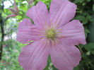 clematis