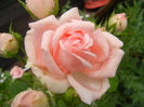 Rose Pleasure (2013, May 24)