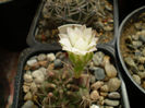 Gymnocalycium  damsii