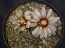 Gymnocalycium  necunoscut