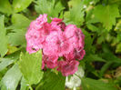 Dianthus barbatus (2013, June 02)