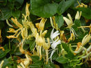 Lonicera japonica (2013, June 02)