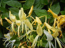 Lonicera japonica (2013, June 02)