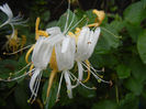 Lonicera japonica (2013, June 02)