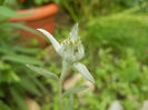 Leontopodium alpinum (2013, June 08)