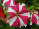 Pink & White petunia, 08jun2013