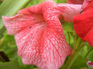 Pink petunia, 08jun2013