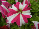 Pink & White petunia, 08jun2013