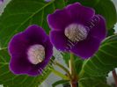 Gloxinia Singapore hibrid