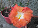 hibiscus