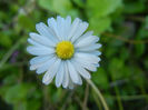 Bellis perennis (2013, June 15)