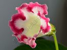 Gloxinia Rosalinda