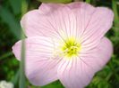 oenothera