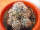 Mammillaria Prolifera 2013