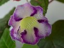 Gloxinia Sweet cream