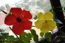 hibiscus Nihi  hibiscus Buterfly