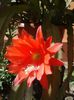 epiphyllum rosu (6)