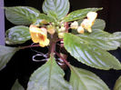 impatiens (l-am pierdut)