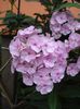 phlox (2)