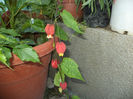 abutilon mega1