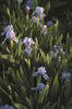 Iris pumila  Azurea