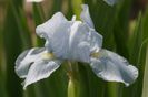 Iris pumila Tracy