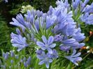 Agapanthus africanus