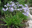 agapanthus baby pete