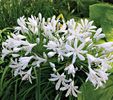 Agapanthus White Heaven