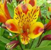 Alstroemeria Inca exotica