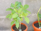 Brugmansia Rainbow Tricolor