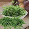 Rucola - Rocket Buzz