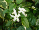 Jasmin