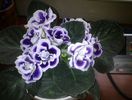 Super gloxinia 1