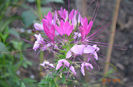 cleome