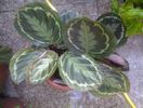 calathea roseopicta