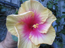 hibiscus 2