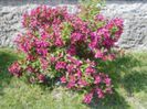 weigela-x-hybrida-bristol-ruby- 15