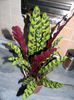 CALATHEA INSIGNA - RATLE SNAKE- SEARA