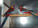 MATCA ROSELLA PENAT ORANGE 1