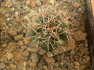 GYMNOCALYCIUM QUEHLIANUM F. RUBRIFLORUS