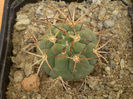 GYMNOCALYCIUM COMARAPENSE V. ALBIPULPA