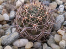 LOBIVIA RUBESCENS