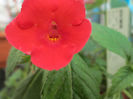 achimenes glory