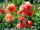 dahlia-variabilis