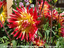 dahlia-variabilis-fam-asteraceae