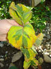 cornus florida Rainbow- s-a uscat