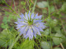 Nigella damascena (2013, June 23)