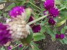 gomphrena