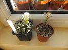 Gymnocalycium